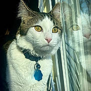 Lilo is registered to the contest to win money with this photo: cat, pet, indoor, window, reflection, collar, tag, white_fur, tabby, close_up, animal, domestic_animal, looking_out, daylight, portrait, whiskers, ears, face, feline, curious