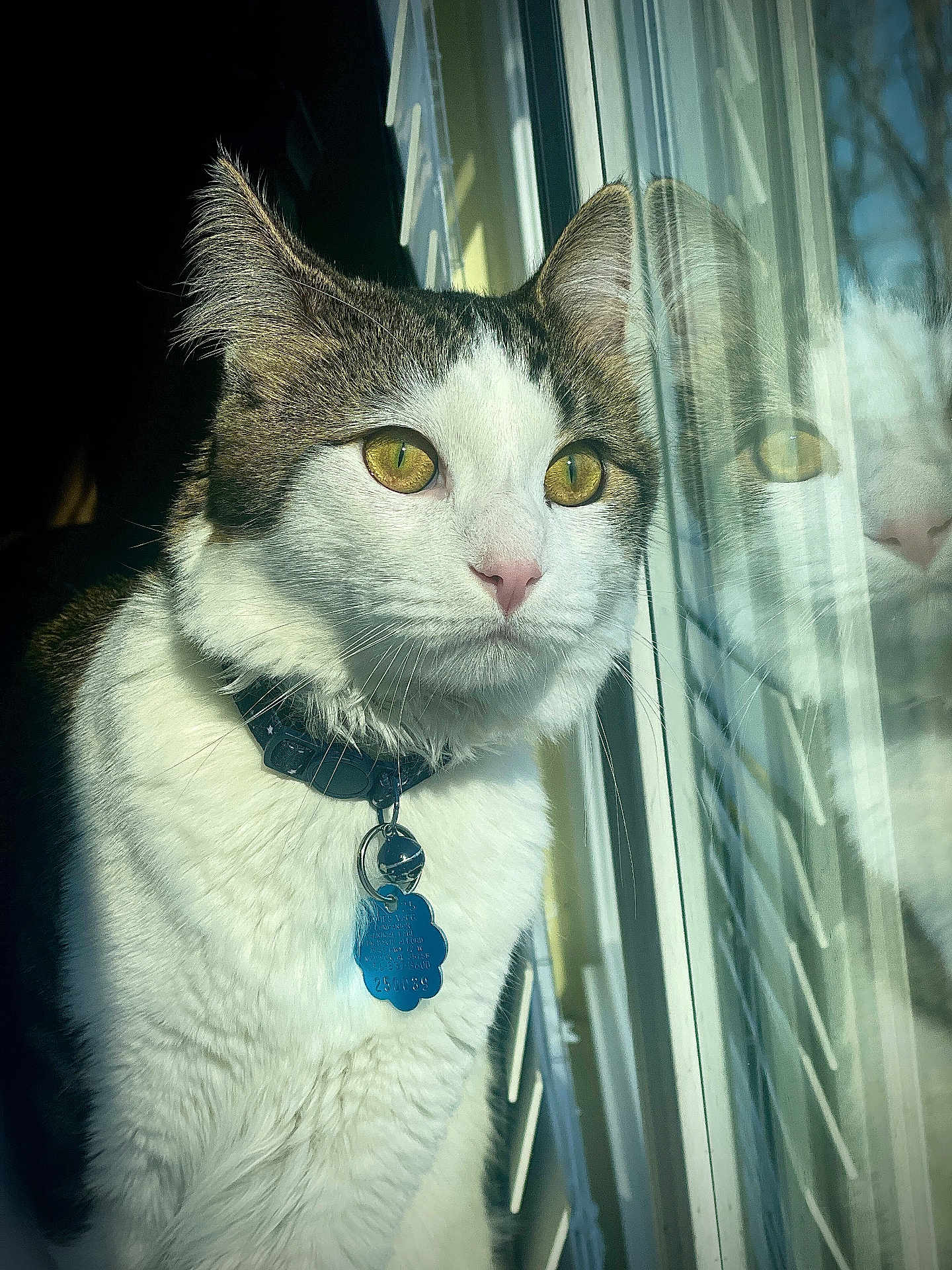 Lilo is registered to the contest to win money with this photo: cat, pet, indoor, window, reflection, collar, tag, white_fur, tabby, close_up, animal, domestic_animal, looking_out, daylight, portrait, whiskers, ears, face, feline, curious