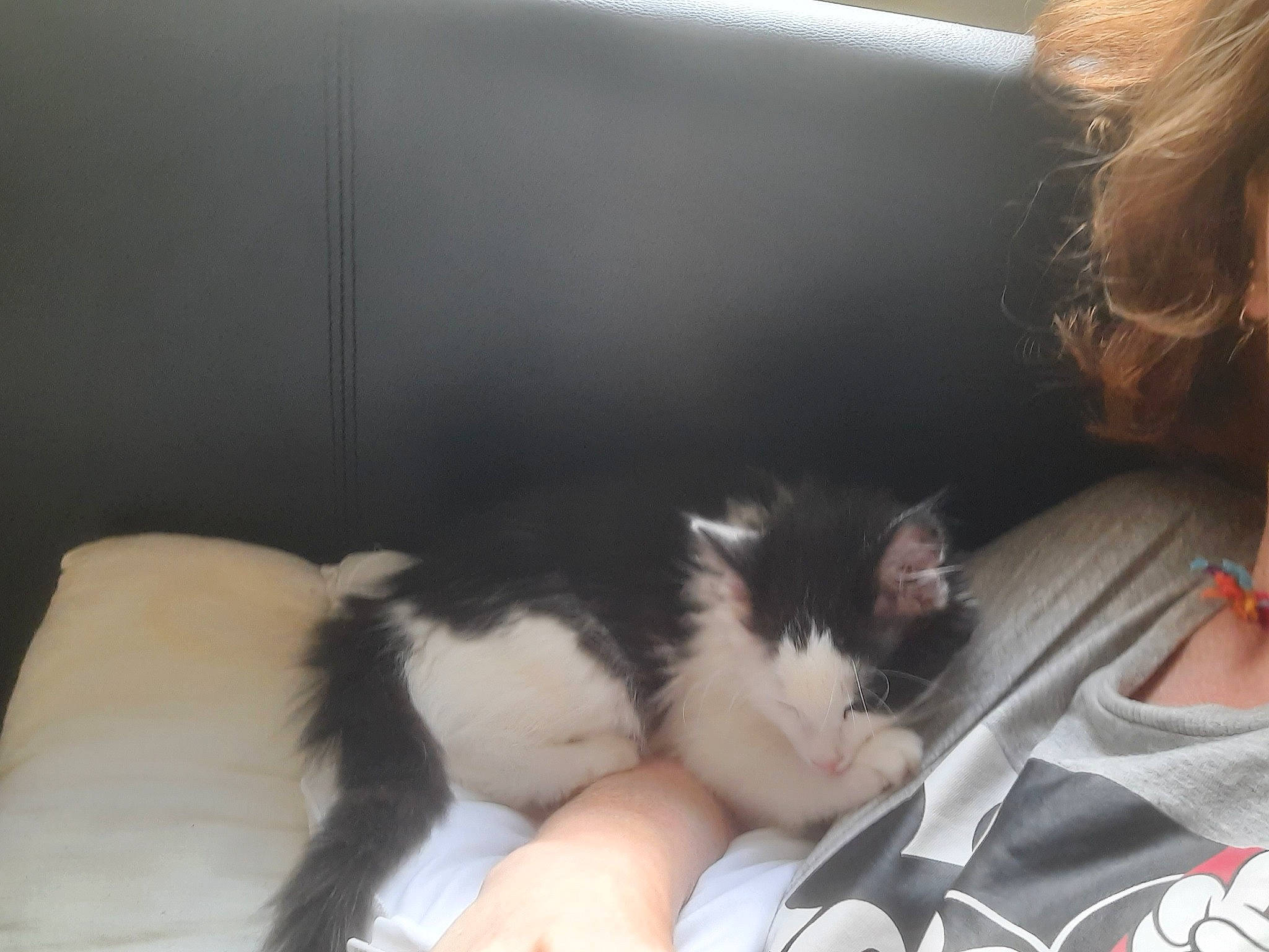 Pickle joined the competition — help win amazing prizes! carnivore, cat, claw, comfort, domestic_short_haired_cat, felidae, foot, fur, human_leg, lap, nap, paw, sitting, sleep, small_to_medium_sized_cats, snout, tail, thigh, whiskers