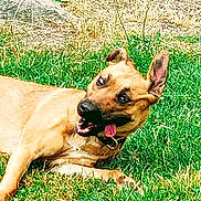Kleo Hill is registered to the contest to win money with this photo: dog, grass, playful, outdoor, tongue_out, ears_up, pet, animal, canine, nature, summer, greenery, happy, muzzle, collar, fur, laying_down, sunlight, tongue, expression