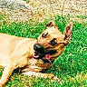 dog, grass, playful, outdoor, tongue_out, ears_up, pet, animal, canine, nature, summer, greenery, happy, muzzle, collar, fur, laying_down, sunlight, tongue, expression
