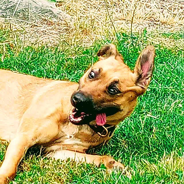 Kleo Hill is registered to the contest to win money with this photo: dog, grass, playful, outdoor, tongue_out, ears_up, pet, animal, canine, nature, summer, greenery, happy, muzzle, collar, fur, laying_down, sunlight, tongue, expression
