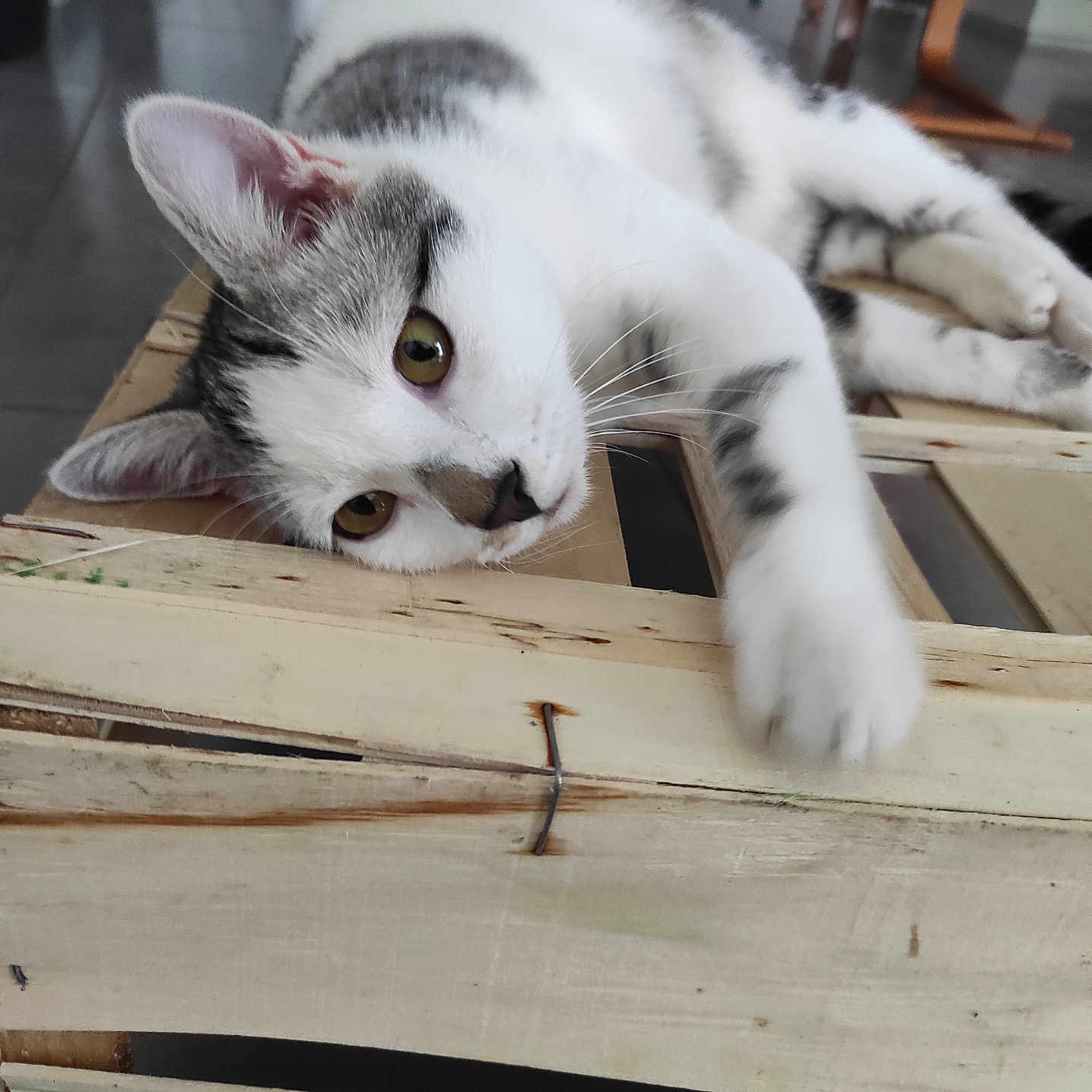 Gribouille a rejoint le concours — aidez-le/la à gagner de superbes lots ! abyssinian, animal, box, cat, chair, crate, drawer, furniture, hardwood, indoors, interiordesign, kitten, manx, person, pet, plywood, siamese, sleeping, table, wood