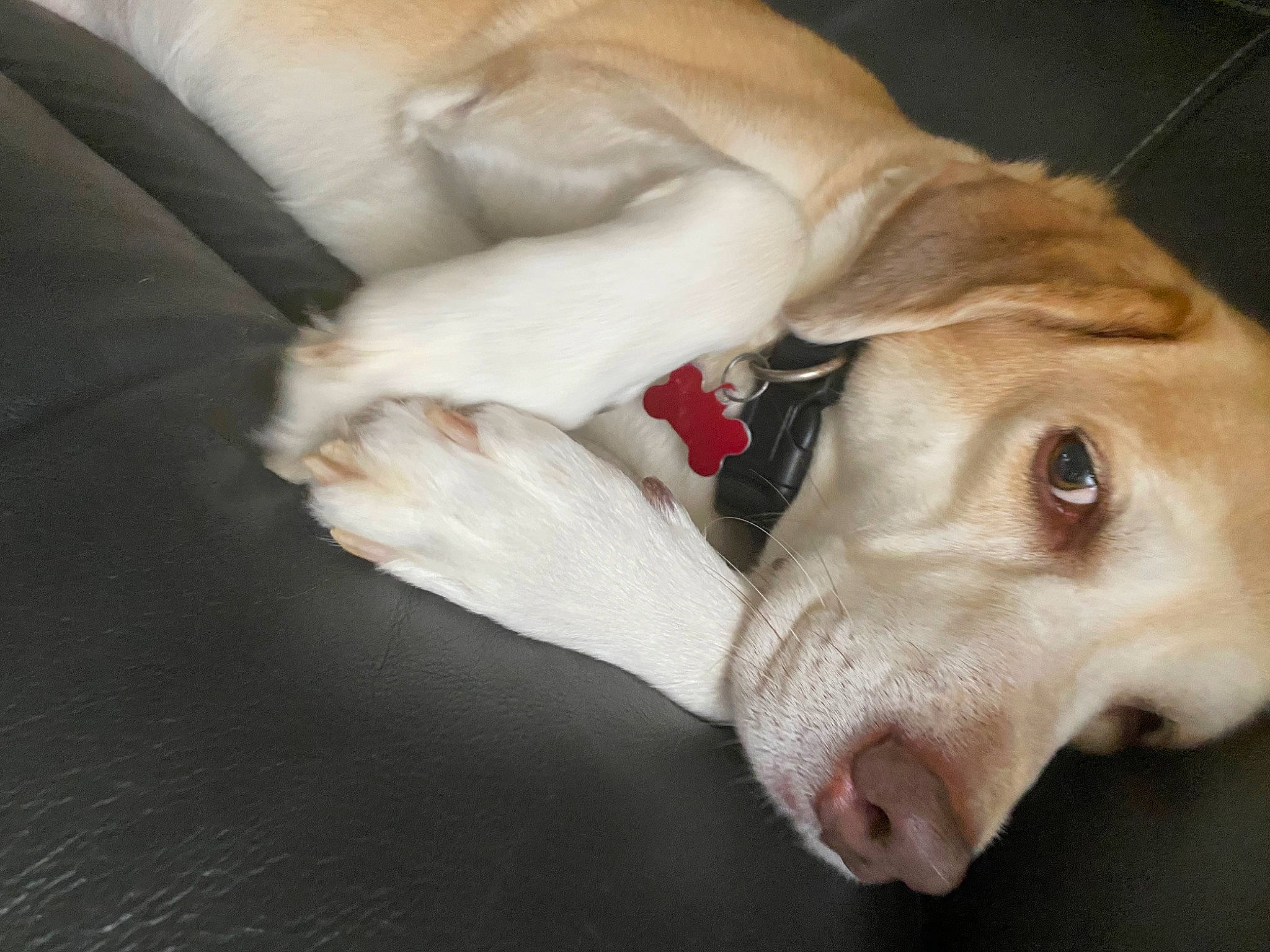 Judy is registered to the contest to win money with this photo: canidae, carnivore, comfort, companion_dog, dog, dog_breed, dog_supply, ear, fawn, fur, labrador_retriever, liver, paw, pet_supply, retriever, snout, sporting_group, terrestrial_animal, whiskers, working_animal