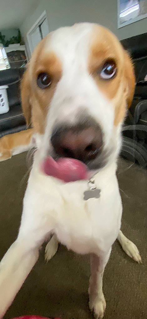 Samay is registered to the contest to win money with this photo: ancient_dog_breeds, beagle, beagle_harrier, carnivore, collar, companion_dog, dog, dog_breed, dog_collar, fawn, finnish_hound, fur, hound, mammal, photography, scent_hound, snout, sporting_group, whiskers, working_animal