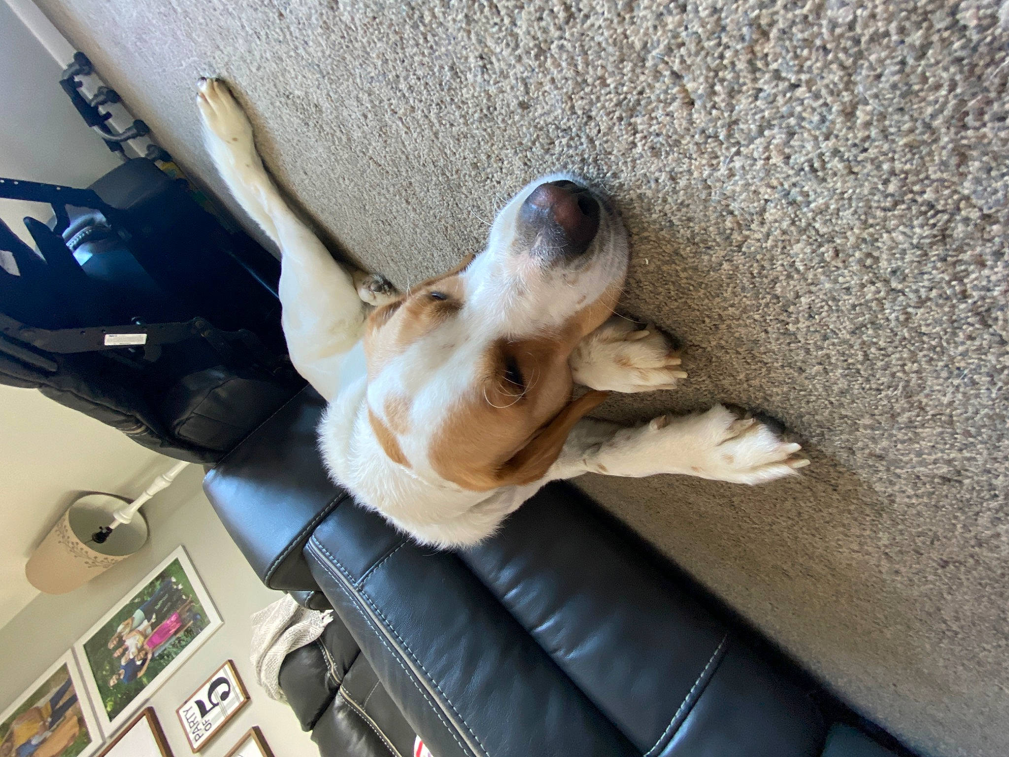 Samay is registered to the contest to win money with this photo: auto_part, automotive_exterior, automotive_mirror, car, car_seat, carnivore, companion_dog, dog, dog_breed, family_car, fawn, luxury_vehicle, paw, personal_luxury_car, steering_wheel, vehicle, vehicle_door, windshield, wood, working_animal