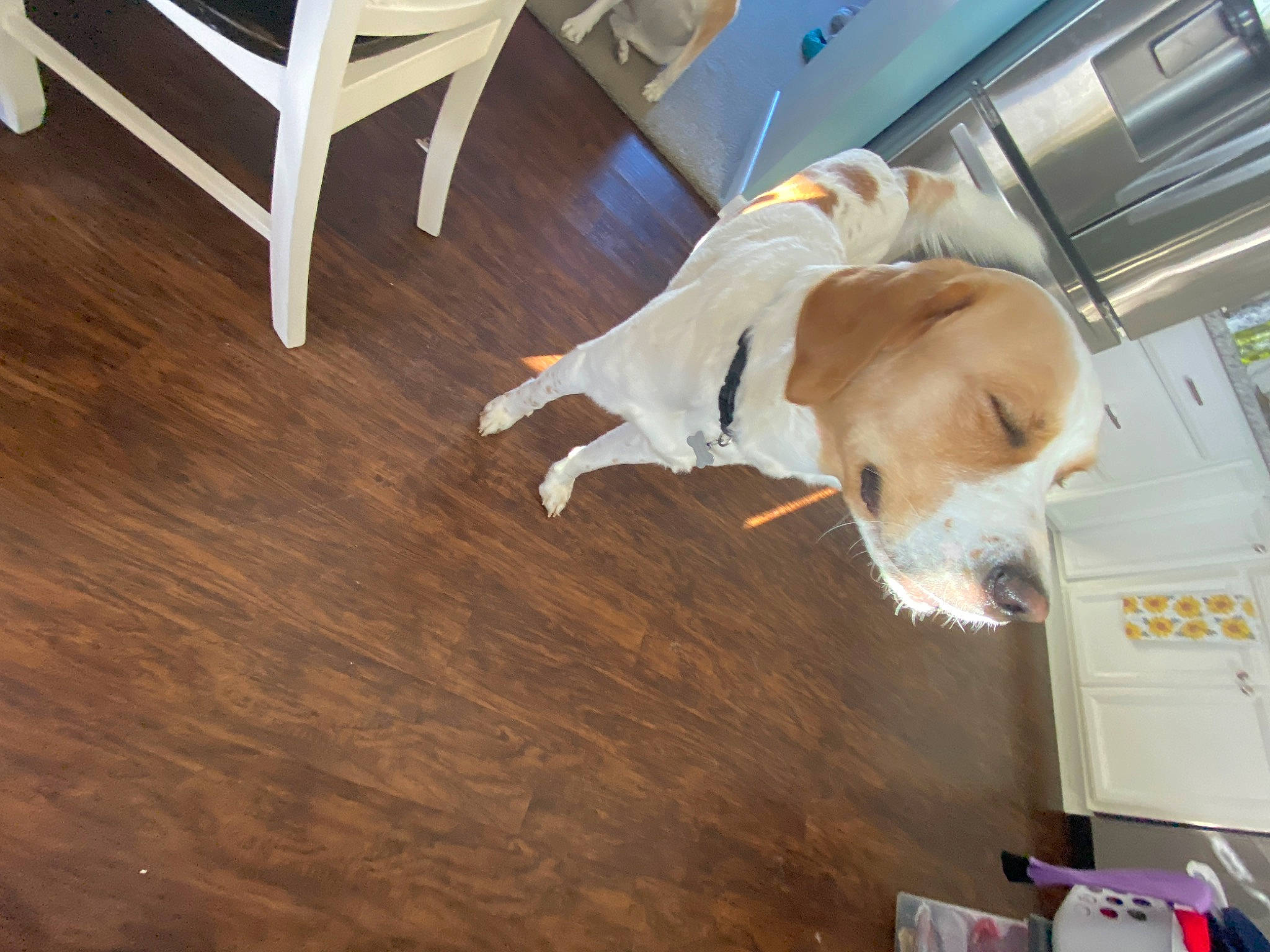 Samay is registered to the contest to win money with this photo: box, carnivore, chair, comfort, companion_dog, dog, dog_breed, fawn, floor, flooring, hardwood, laminate_flooring, plank, room, sporting_group, tail, varnish, wood, wood_flooring, wood_stain