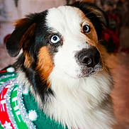 Luca joined the competition — help win amazing prizes! dog, blue_eyes, holiday_sweater, festive, indoor, pet, fur, tricolor, closeup, portrait, christmas, decorations, cozy, cute, animal, winter, soft_background, nose, ears, whiskers
