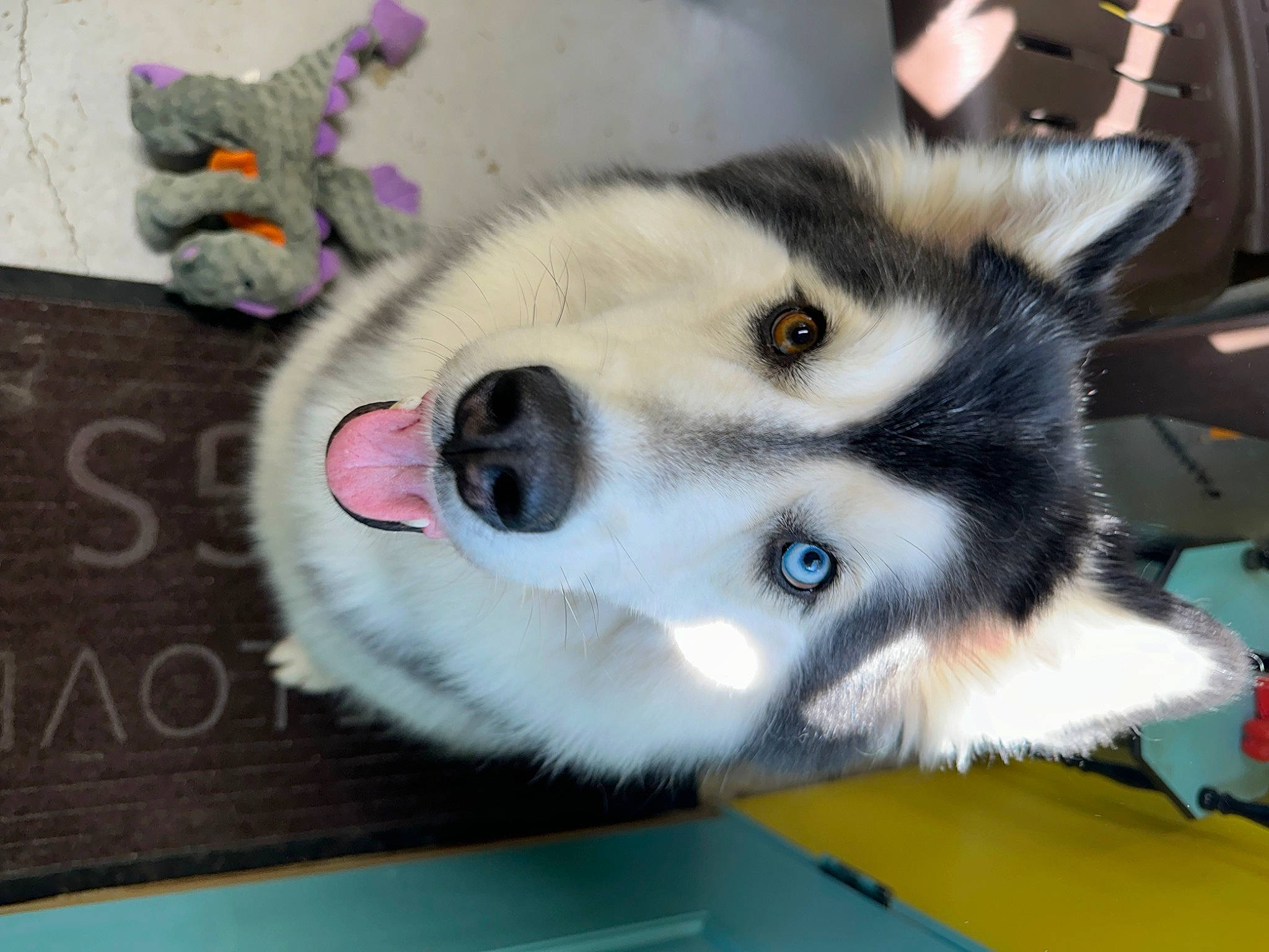 Athena joined the competition — help win amazing prizes! ancient_dog_breeds, canidae, canis, carnivore, companion_dog, dog, dog_breed, fur, non_sporting_group, siberian_husky, sled_dog, snout, sporting_group, terrestrial_animal, wolf, working_animal, working_dog