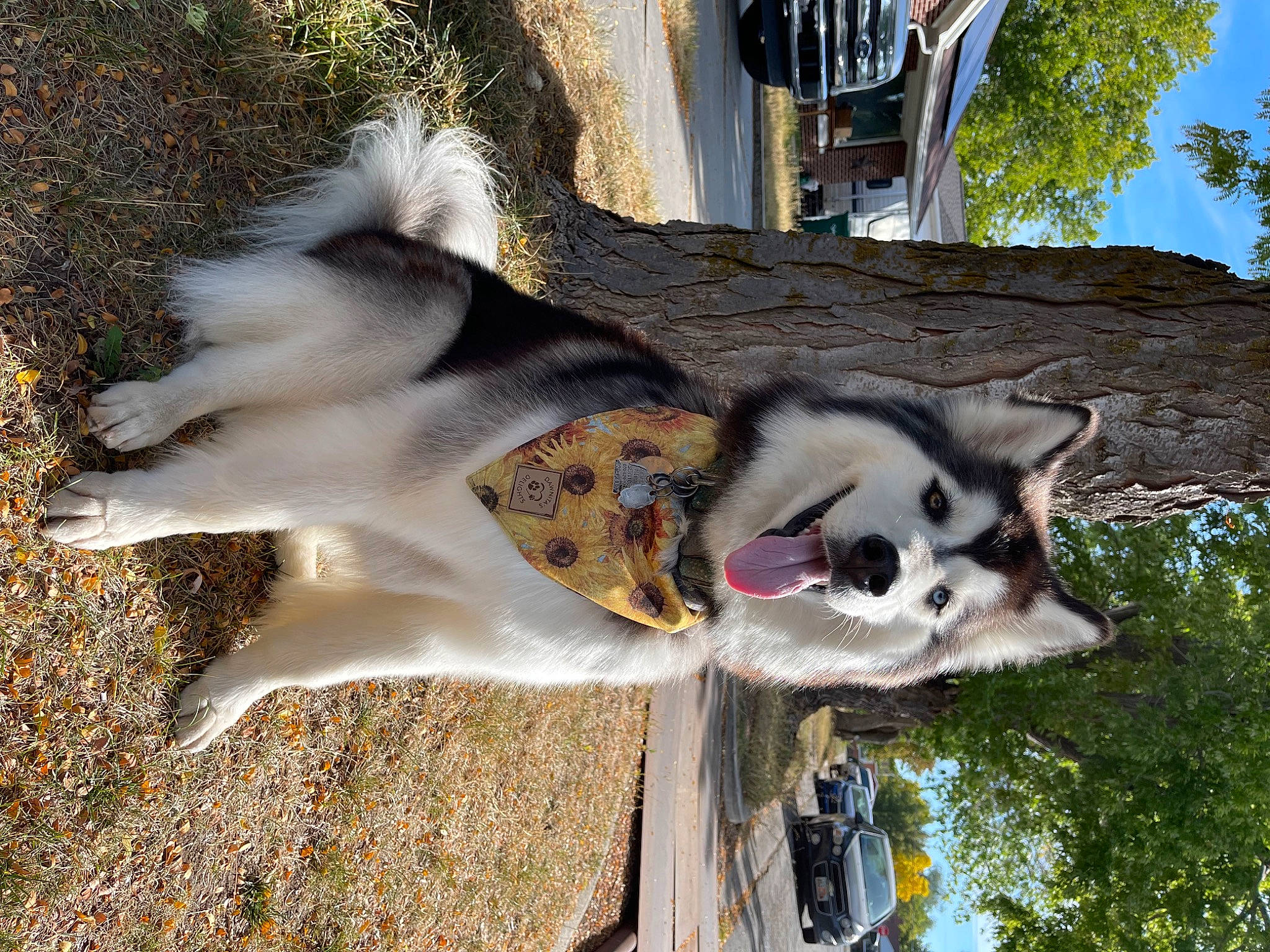 Athena joined the competition — help win amazing prizes! canidae, canis, carnivore, collar, dog, dog_breed, fawn, fur, plant, sky, sled_dog, snout, sporting_group, tail, terrestrial_animal, tree, wildlife, wolf, working_animal, working_dog