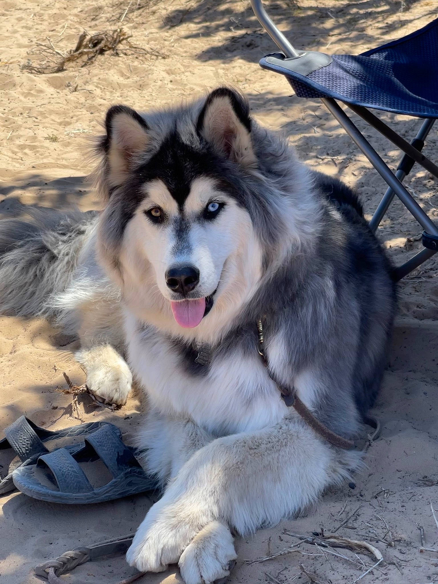 Athena is registered to the contest to win money with this photo: ancient_dog_breeds, canidae, carnivore, collar, companion_dog, dog, dog_breed, fang, fur, natural_material, non_sporting_group, siberian_husky, sled_dog, snout, sporting_group, terrestrial_animal, tree, working_dog