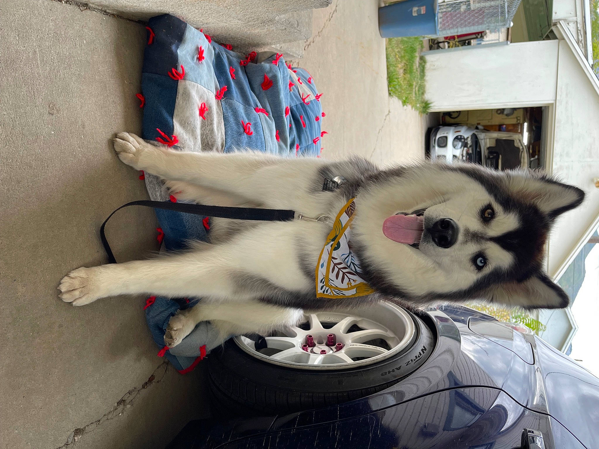 Athena is registered to the contest to win money with this photo: ancient_dog_breeds, art, automotive_tire, canidae, carnivore, companion_dog, dog, dog_breed, felidae, fur, house, plant, recreation, sled_dog, sporting_group, tail, window, working_animal
