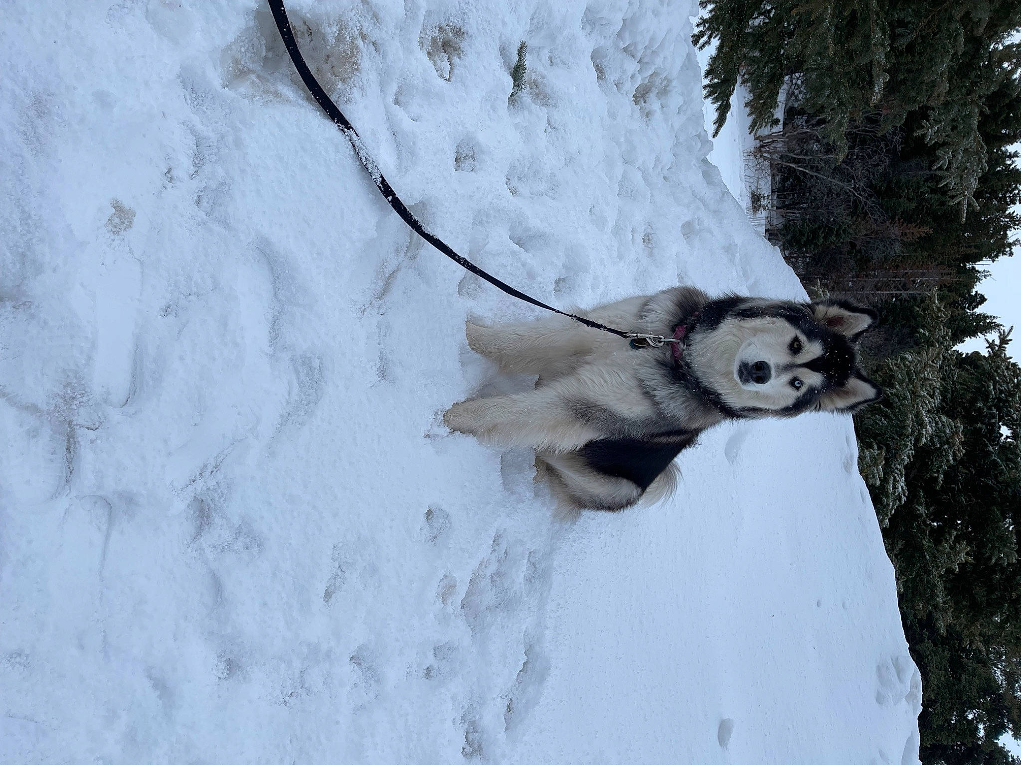 Athena joined the competition — help win amazing prizes! freezing, frost, fur, ice_cap, plant, recreation, slope, snow, tail, tree, trunk, twig, wildlife, window, winter, wood