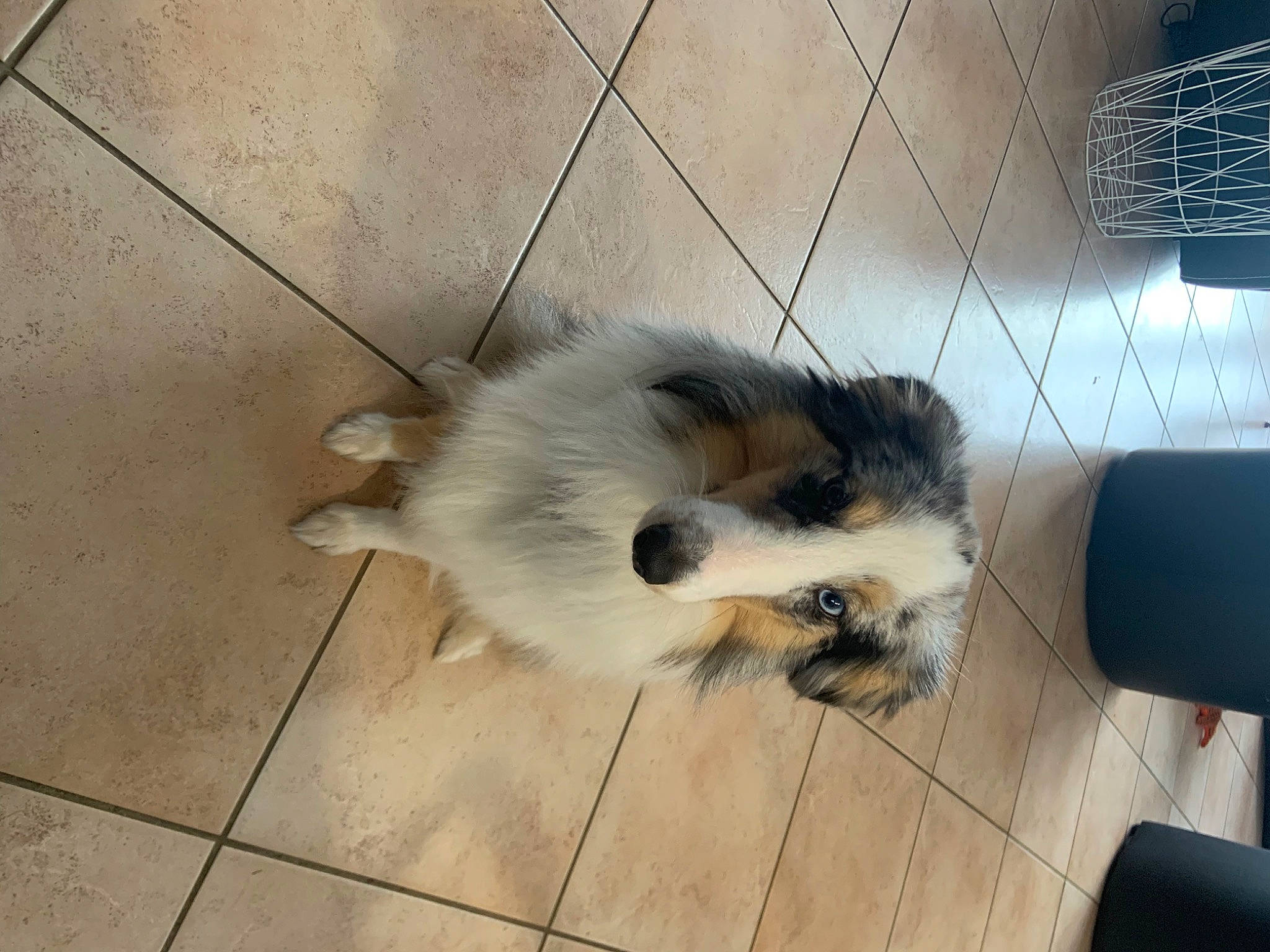 Tendresse a rejoint le concours — aidez-le/la à gagner de superbes lots ! carnivore, companion_dog, dog, dog_breed, fawn, felidae, floor, flooring, fur, german_spitz_klein, hardwood, paw, pet_supply, small_to_medium_sized_cats, tail, terrestrial_animal, toy_dog, whiskers, wood, working_animal