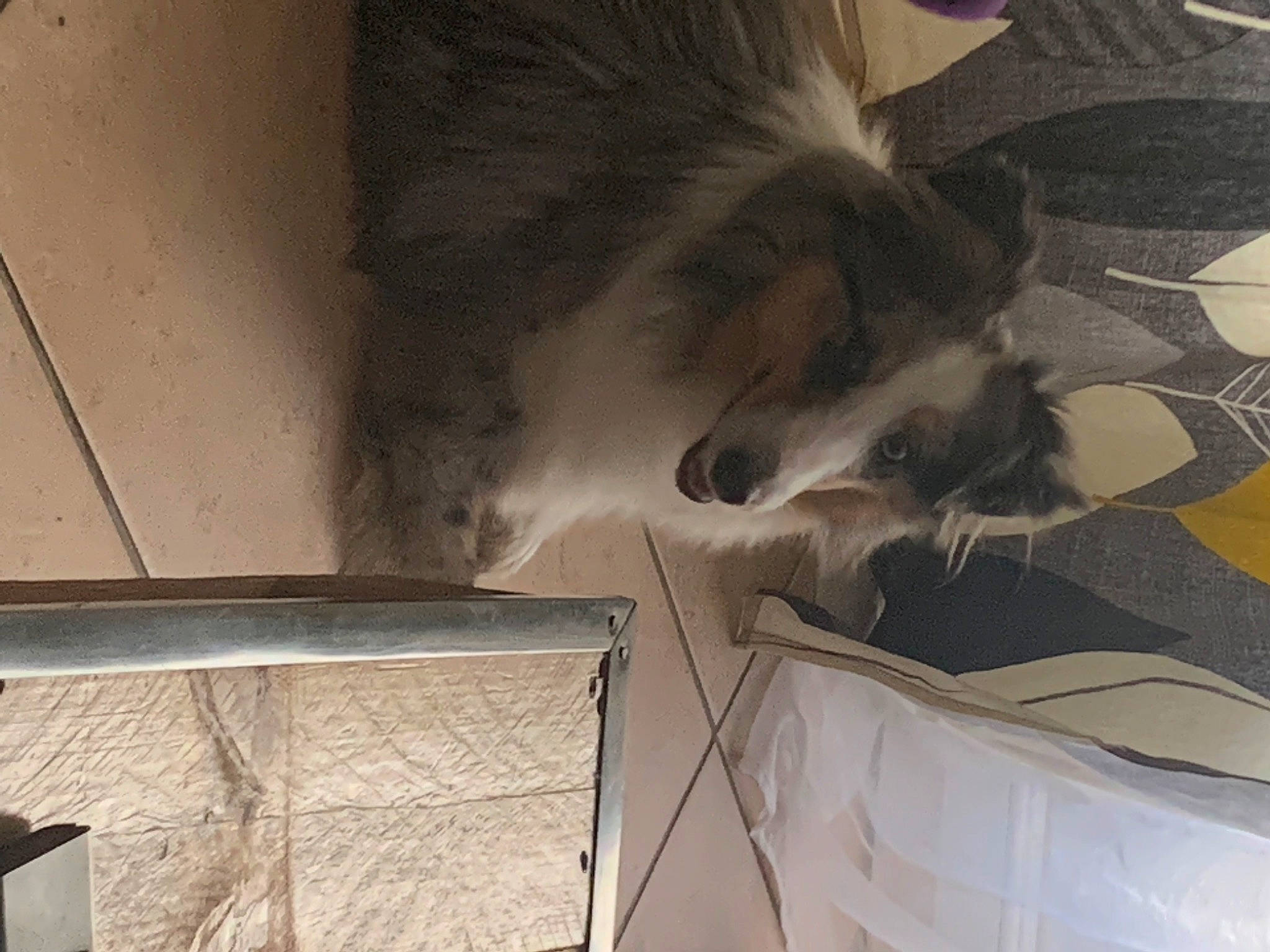 Tendresse a rejoint le concours — aidez-le/la à gagner de superbes lots ! bookcase, canidae, carnivore, comfort, companion_dog, dog, dog_breed, fawn, felidae, flooring, fur, grey, paw, small_to_medium_sized_cats, snout, sporting_group, tail, whiskers, wing, wood