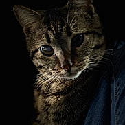 Aphrodite participe au concours pour gagner de l'argent avec cette photo : cat, tabby, whiskers, dark_background, portrait, feline, striped, animal, closeup, mystery, soft_light, pet, cute, fur, ears, face, shadow, indoor, curious, domestic_cat