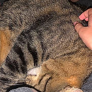 Tornado participe au concours pour gagner de l'argent avec cette photo : cat, tabby, animal, pet, fur, hand, scratching, sleeping, cozy, blanket, pattern, cartoon, monkey, closeup, domestic_animal, whiskers, ear, paw, resting, indoor