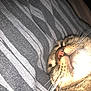 Tornado participe au concours pour gagner de l'argent avec cette photo : cat, tabby, sleeping, close_up, whiskers, nose, fur, striped_fabric, texture, cozy, resting, pet, animal, mammal, indoor, cute, relaxed, face, soft, nap