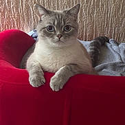 Snow a rejoint le concours — aidez-le/la à gagner de superbes lots ! cat, animal, pet, feline, indoor, red_chair, cozy, fur, blue_eyes, relaxed, cute, whiskers, tail, domestic_cat, portrait, sitting, home, furniture, comfortable, curious