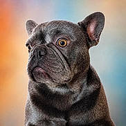 Apple a rejoint le concours — aidez-le/la à gagner de superbes lots ! dog, french_bulldog, portrait, sitting, gray_coat, short_hair, wrinkles, large_ears, golden_eyes, muzzle, studio_lighting, colorful_background, gradient, close_up, pet, canine, alert, serious_expression, centered_composition, animal_photography