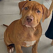 Horus a rejoint le concours — aidez-le/la à gagner de superbes lots ! animal, brown_dog, chair, cute, dog, domestic, ears, floor, foot, furniture, indoor, looking_up, paws, pet, puppy, sitting, table, tile_floor, white_chest_marking, young_dog