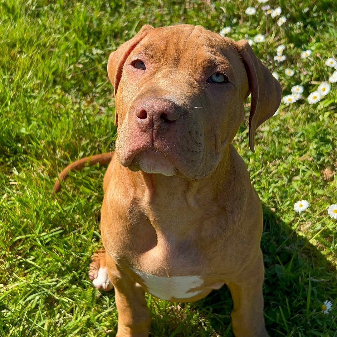 Horus a rejoint le concours — aidez-le/la à gagner de superbes lots ! adorable, animal, brown, canine, cute, daytime, dog, flower, grass, greenery, nature, outdoor, pet, playful, puppy, sitting, summer, sunlight, white_flower, young_dog
