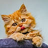 adorable, animal, cat, close_up, curious, cute, feline, fluffy, indoors, kitten, looking_up, orange_cat, paws, pet, playful, portrait, soft_fur, tongue_out, whiskers, young_cat