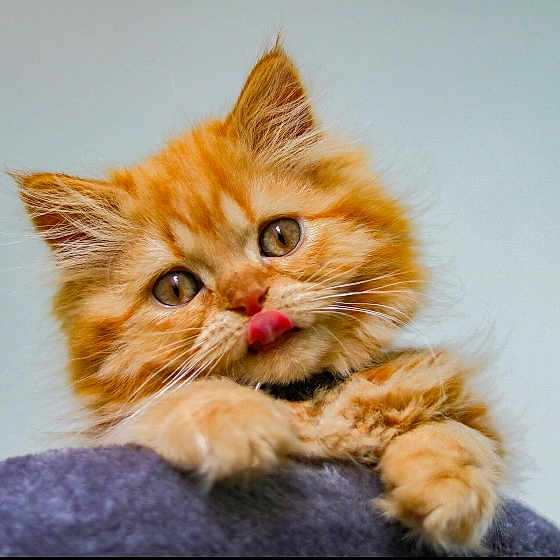 Simba is registered to the contest to win money with this photo: kitten, cat, orange_cat, fluffy, pet, animal, tongue_out, cute, feline, young_cat, whiskers, soft_fur, close_up, playful, indoors, curious, paws, portrait, adorable, looking_up