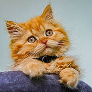 Simba participe au concours pour gagner de l'argent avec cette photo : adorable, animal, blue_blanket, cat, close_up, collar, curious, cute, ears, feline, fluffy, indoor, kitten, orange_cat, paws, pet, portrait, soft_texture, whiskers, young_cat