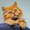 adorable, animal, blue_blanket, cat, close_up, collar, curious, cute, ears, feline, fluffy, indoor, kitten, orange_cat, paws, pet, portrait, soft_texture, whiskers, young_cat