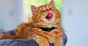 Simba participe au concours pour gagner de l'argent avec cette photo : animal, bed, cat, close_up, cozy, cute, domestic_cat, ears, feline, fluffy, fur, indoor, kitten, orange_cat, pet, playful, resting, tongue_out, whiskers, young_cat