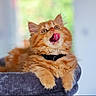 animal, bed, cat, close_up, cozy, cute, domestic_cat, ears, feline, fluffy, fur, indoor, kitten, orange_cat, pet, playful, resting, tongue_out, whiskers, young_cat