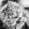 Simba participe au concours pour gagner de l'argent avec cette photo : adorable, animal, black_and_white, cat, close_up, cute, domestic_animal, eyes, feline, fluffy, fur, grooming, kitten, paw, pet, portrait, small, soft_focus, whiskers, young