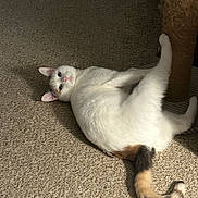 Punzie joined the competition — help win amazing prizes! cat, white_cat, tail, scratching_post, carpet, indoor, pet, feline, relaxed, looking_up, paw, animal, cute, fur, playful, home, shadow, resting, curious, domestic_cat