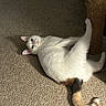cat, white_cat, tail, scratching_post, carpet, indoor, pet, feline, relaxed, looking_up, paw, animal, cute, fur, playful, home, shadow, resting, curious, domestic_cat