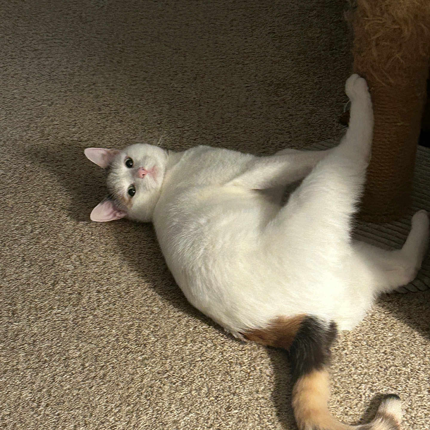 Punzie