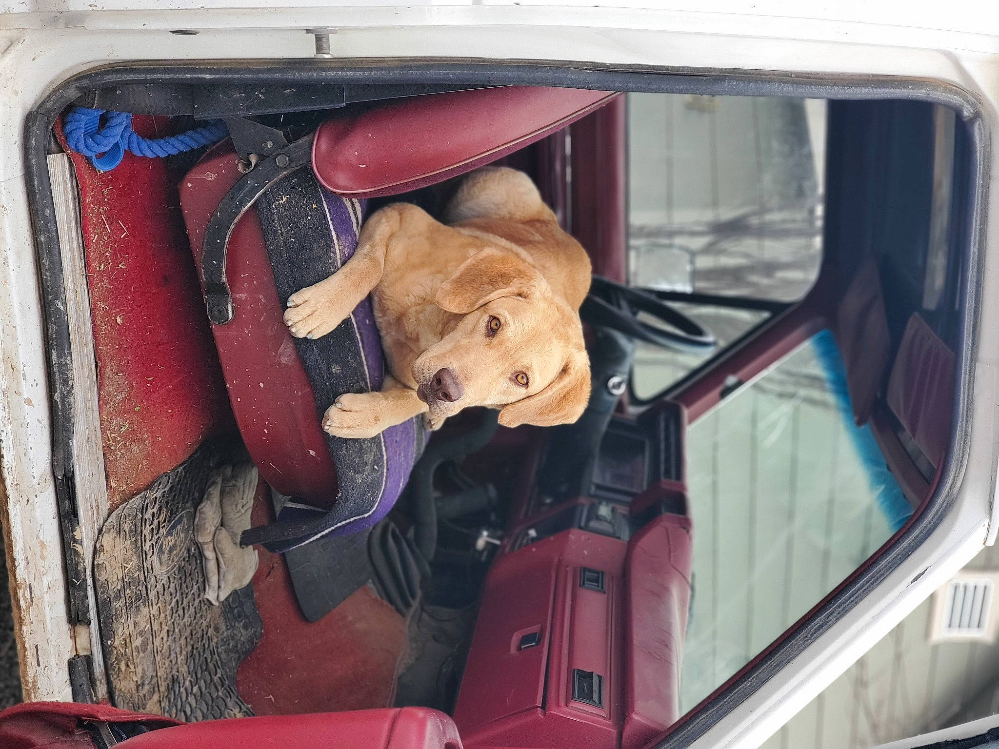 Morgan joined the competition — help win amazing prizes! auto_part, automotive_exterior, automotive_lighting, car, car_seat, car_seat_cover, carnivore, companion_dog, dog, family_car, fawn, mode_of_transport, motor_vehicle, seat_belt, textile, toy, trunk, vehicle, vehicle_door, working_animal