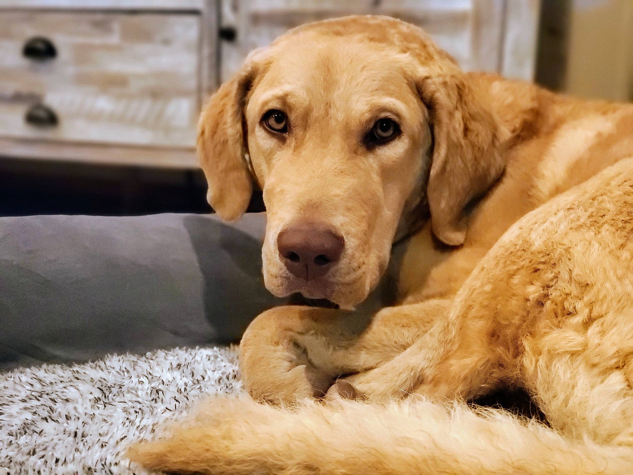 Morgan is registered to the contest to win money with this photo: canidae, carnivore, comfort, companion_dog, dog, dog_breed, fawn, flooring, fur, gun_dog, liver, retriever, snout, sporting_group, tail, terrestrial_animal, whiskers, wildlife, wood, working_animal