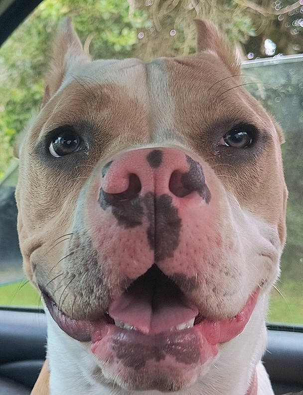 Akita is registered to the contest to win money with this photo: canidae, carnivore, close_up, collar, companion_dog, dog, dog_breed, ear, eye, fawn, fur, grass, jaw, liver, nose, snout, terrestrial_animal, whiskers, working_animal, wrinkle