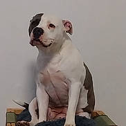 Elza a rejoint le concours — aidez-le/la à gagner de superbes lots ! dog, pet, canine, sitting, bed, indoor, white, black, fur, animal, paw, ears, nose, face, calm, relaxed, furniture, wood, blanket, resting