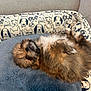 Tilly is registered to the contest to win money with this photo: animal, bed, blanket, canine, comfort, cozy, cushion, cute, dog, fluffy, fur, home, indoor, laying_down, pet, puppy, relaxed, resting, sleeping, small_dog