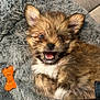 Tilly joined the competition — help win amazing prizes! puppy, dog, pet, cute, fluffy, blanket, toy, orange, happy, smiling, fur, lying_down, nose, ears, mouth_open, indoor, cozy, closeup, animal, playful