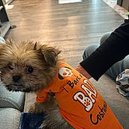 Tilly joined the competition — help win amazing prizes! dog, puppy, costume, orange_clothing, indoor, couch, person, hand, furniture, floor, wooden_floor, small_dog, pet, cute, fur, animal, living_room, blanket, sitting, clothing