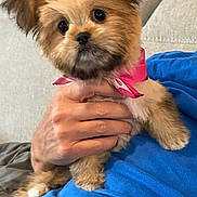 Tilly joined the competition — help win amazing prizes! adorable, animal, blue_shirt, bow, close_up, companion, couch, cute, dog, domestic_animal, fluffy, fur, furniture, hand, indoor, person, pet, portrait, puppy, small_dog