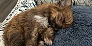 Tilly is registered to the contest to win money with this photo: adorable, animal, brown_fur, closeup, cozy, cute, dog_bed, fur, home, indoor, peaceful, pet, plush_cushion, puppy, resting, sleeping, small_dog, snuggling, soft_texture, white_patch