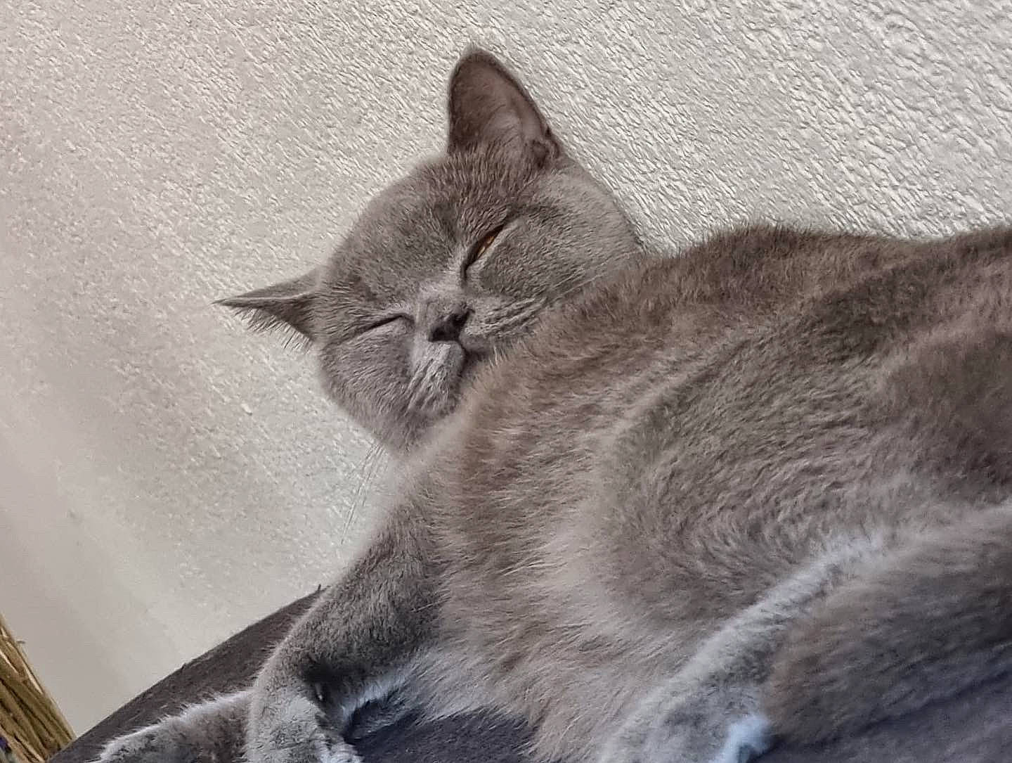 Kala participe au concours pour gagner de l'argent avec cette photo : carnivore, cat, chartreux, comfort, domestic_short_haired_cat, felidae, fur, grey, monochrome, monochrome_photography, nap, paw, sleep, small_to_medium_sized_cats, snout, tail, whiskers