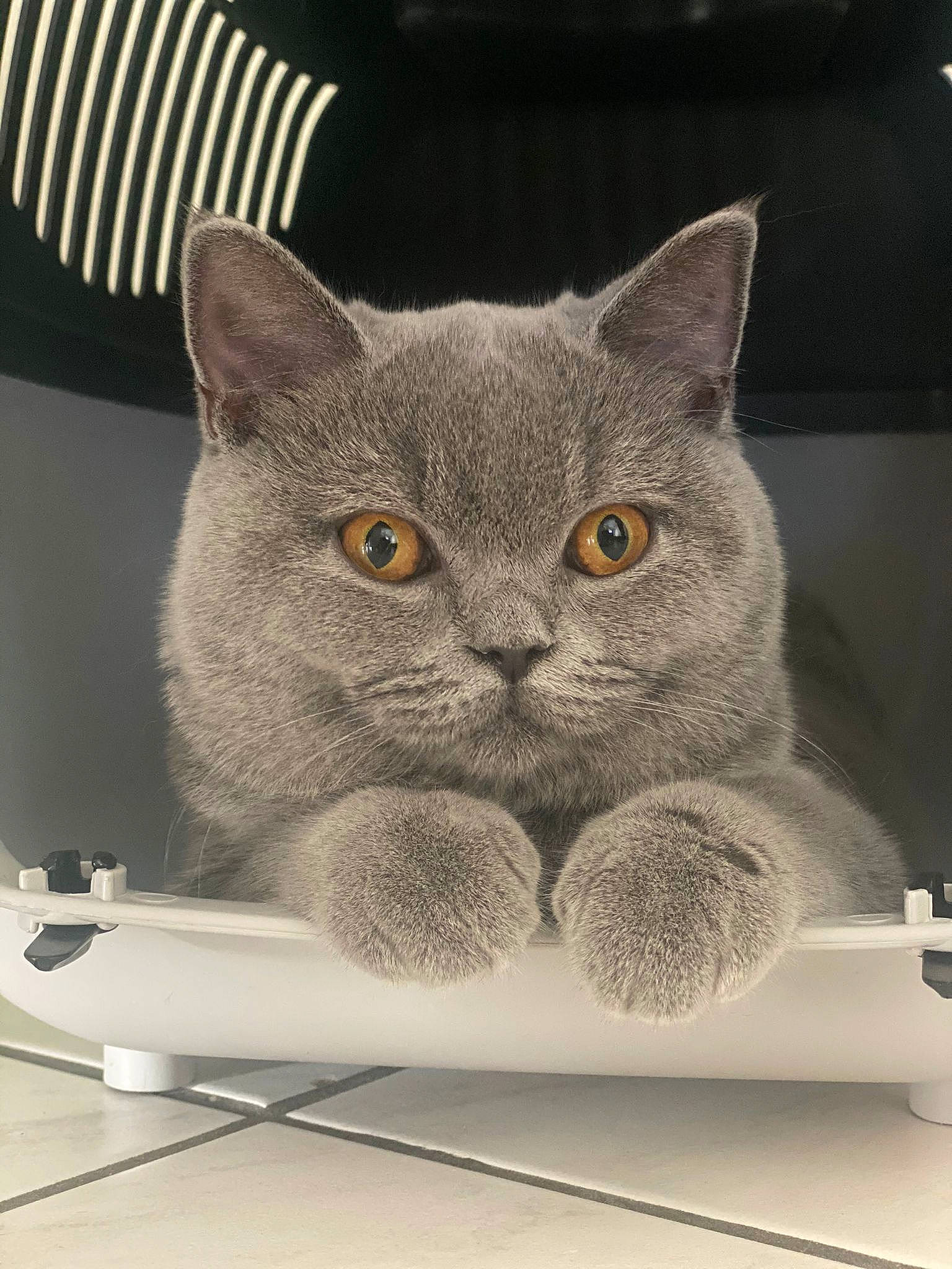 Kala participe au concours pour gagner de l'argent avec cette photo : carnivore, cat, cat_supply, domestic_short_haired_cat, felidae, fur, grey, illustration, paw, russian_blue, small_to_medium_sized_cats, snout, whiskers