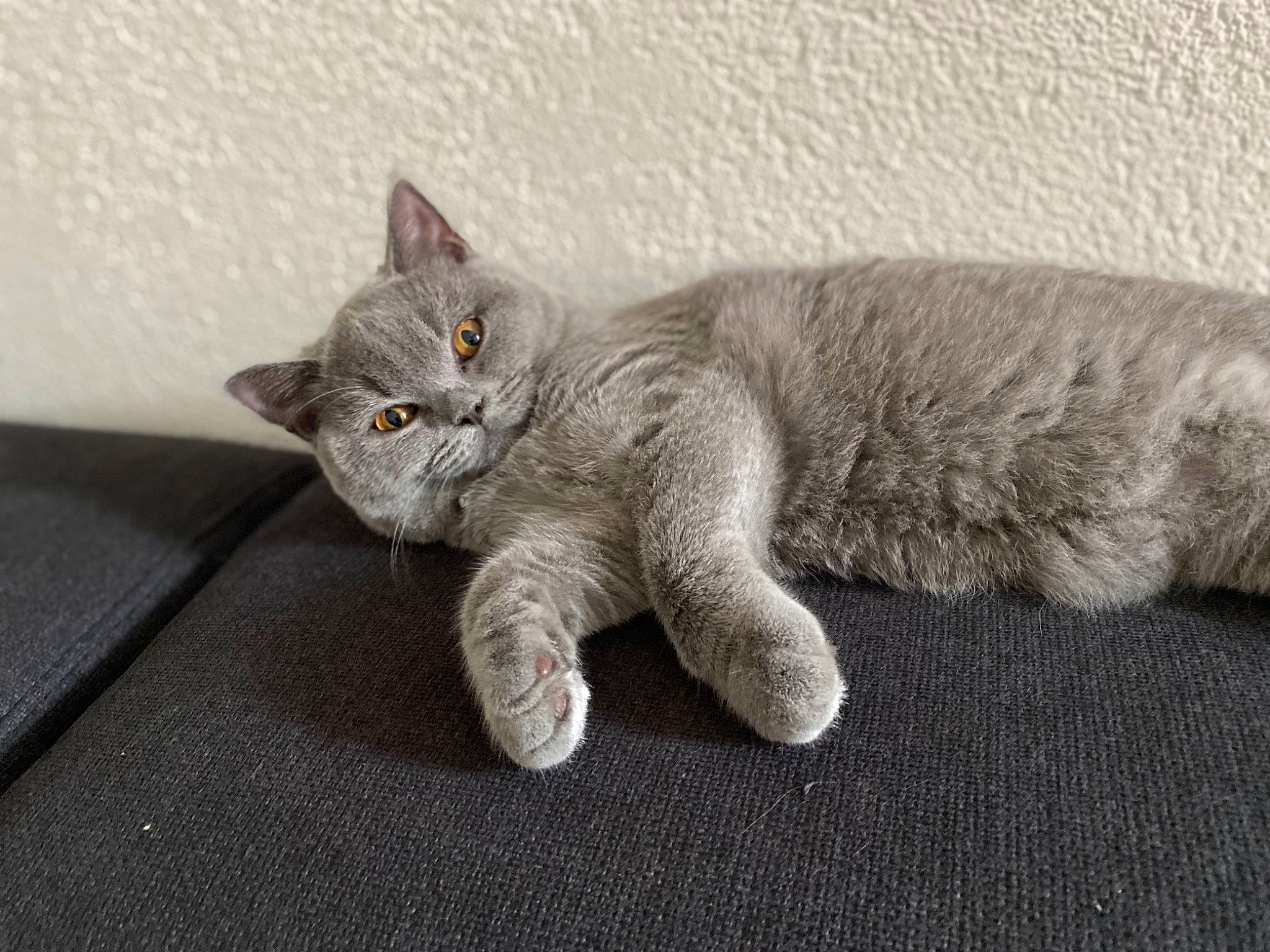 Kala a rejoint le concours — aidez-le/la à gagner de superbes lots ! carnivore, cat, chartreux, claw, comfort, domestic_short_haired_cat, fawn, felidae, fur, grey, nap, paw, russian_blue, sitting, small_to_medium_sized_cats, snout, tail, terrestrial_animal, whiskers