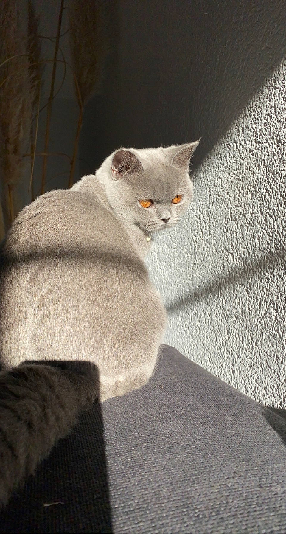 Kala a rejoint le concours — aidez-le/la à gagner de superbes lots ! art, carnivore, cat, comfort, domestic_short_haired_cat, eye, fawn, felidae, fur, grey, human_body, pattern, sitting, sleeve, small_to_medium_sized_cats, snout, tail, whiskers, window, wood