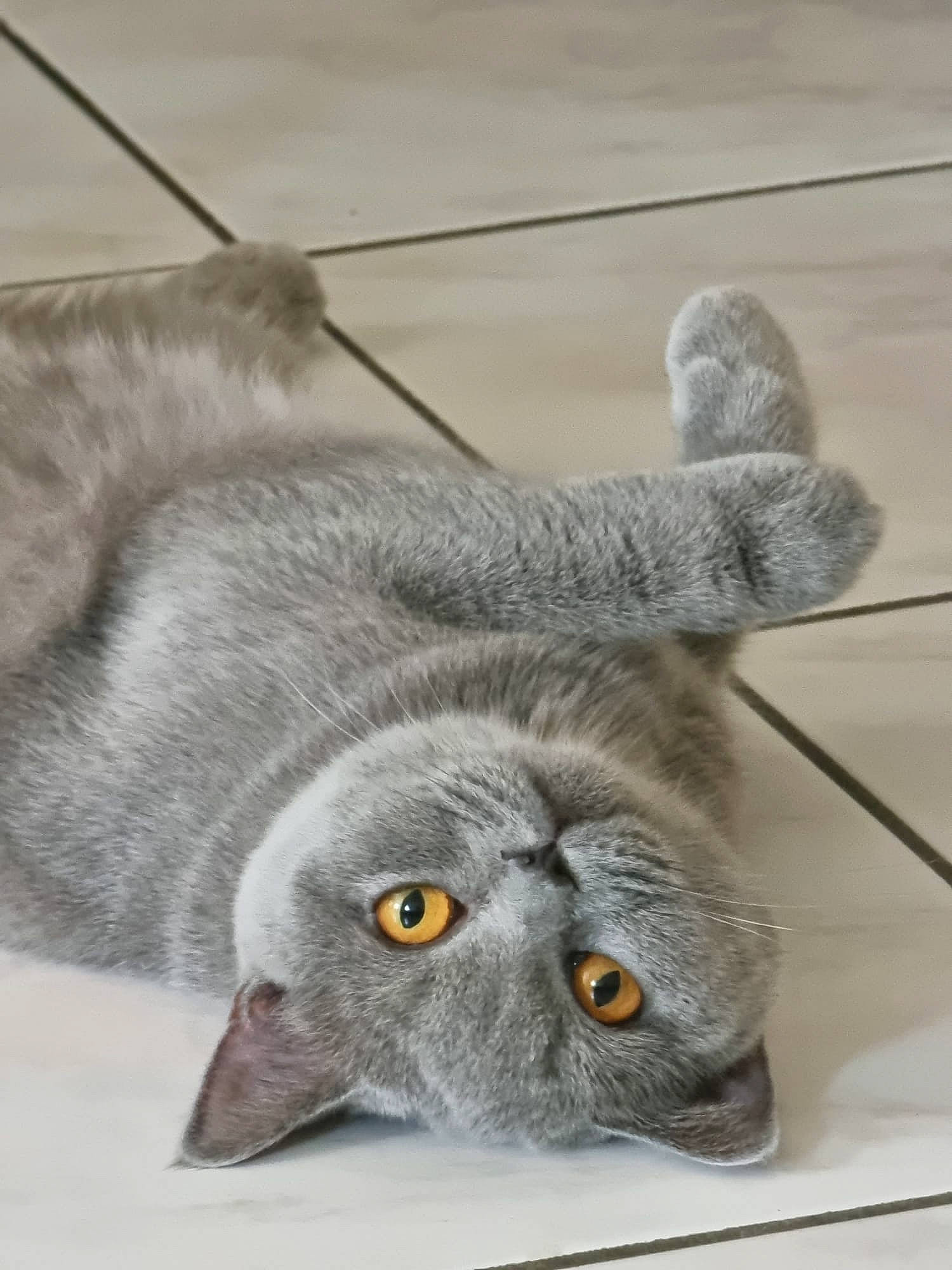 Kala participe au concours pour gagner de l'argent avec cette photo : carnivore, cat, domestic_short_haired_cat, felidae, flooring, fur, grey, mirror, paw, photo_caption, small_to_medium_sized_cats, snout, tail, terrestrial_animal, whiskers